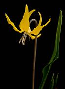 Glacier Lily, Erythronium grandiflorum